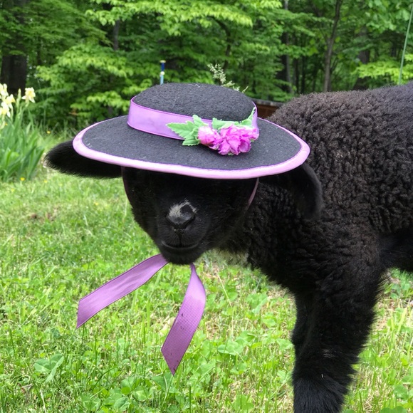 Meet your Posher, Elise - Picture 3 of 8